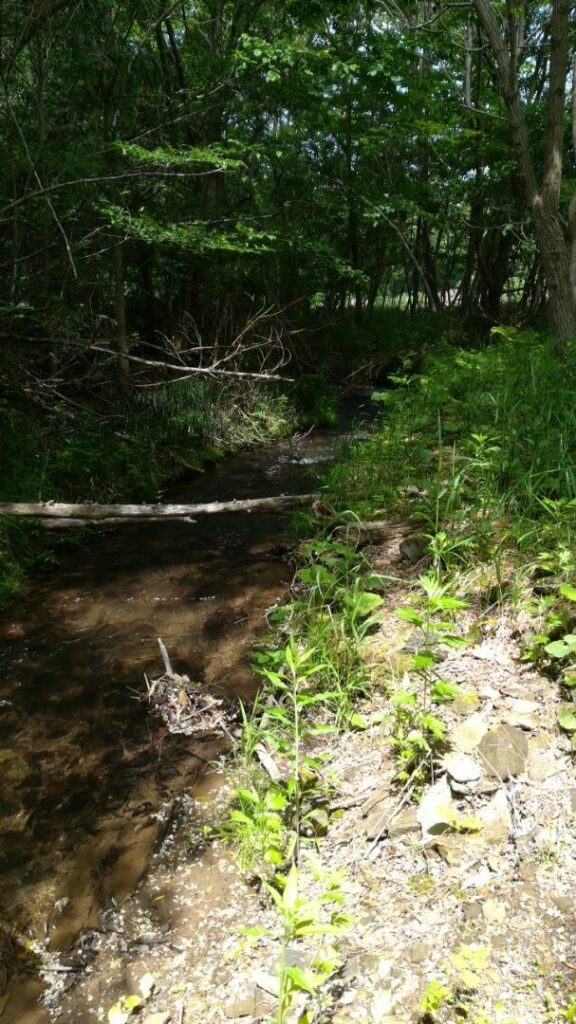 山部川上流の景色2