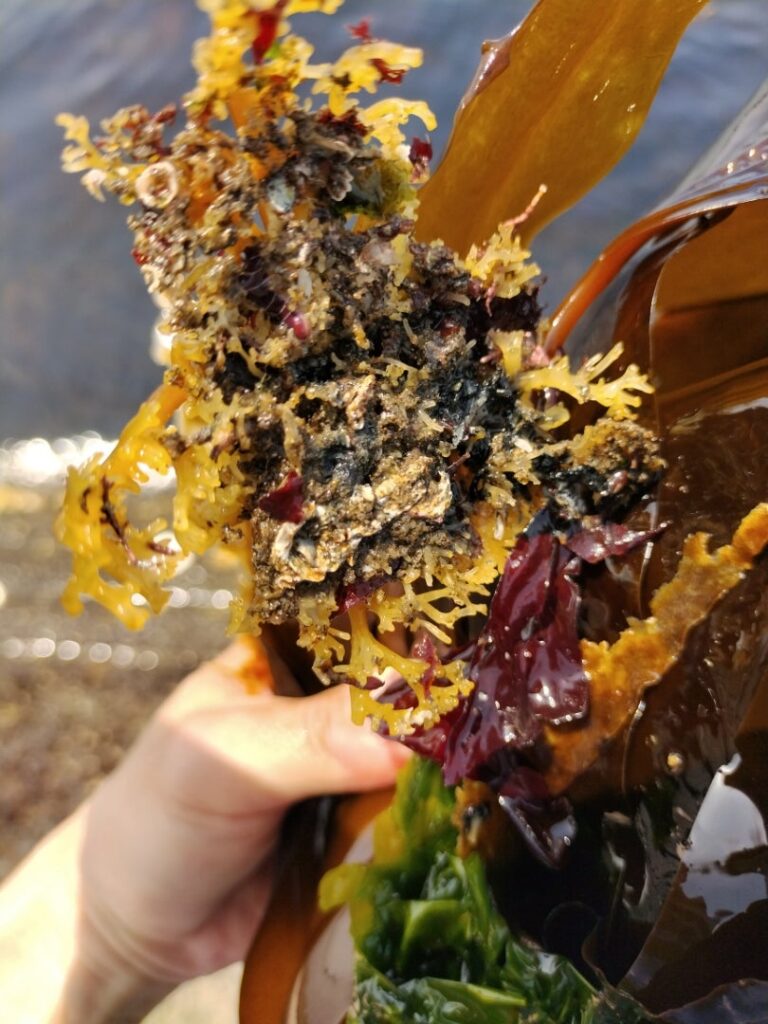 昆布の足
