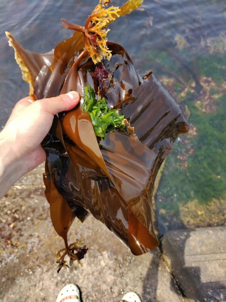 収穫した昆布とアオサ