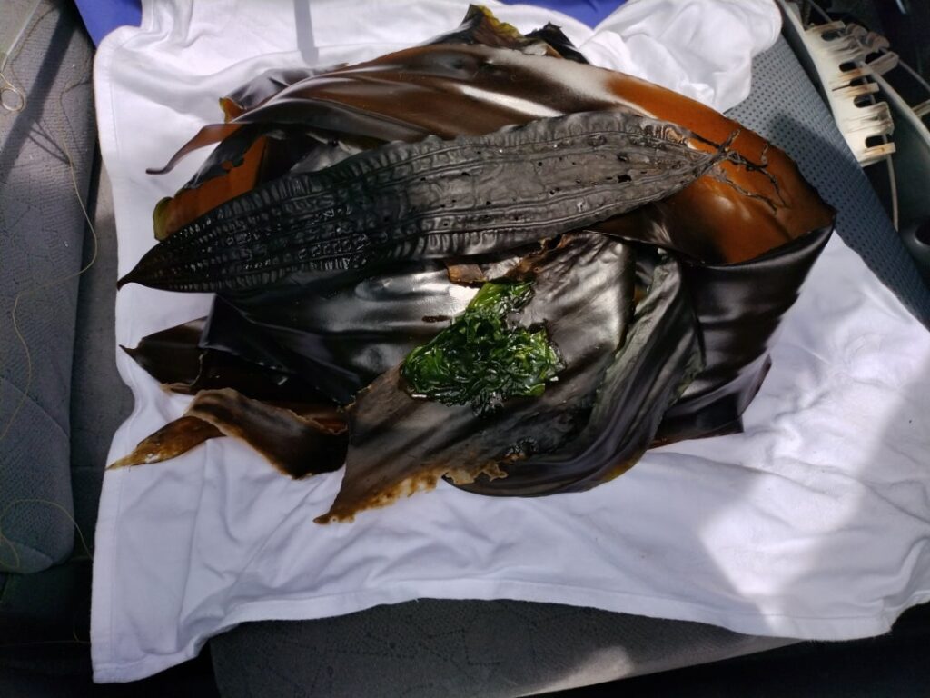 収穫した昆布とアオサ２