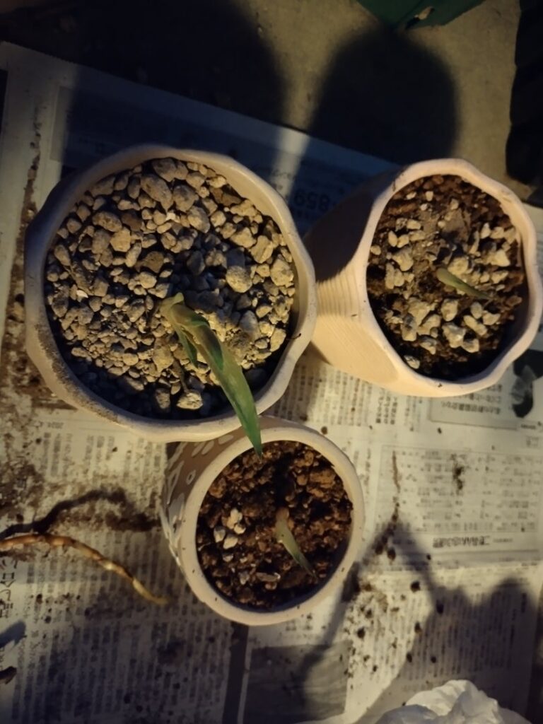 アロエベラの株分け手順6