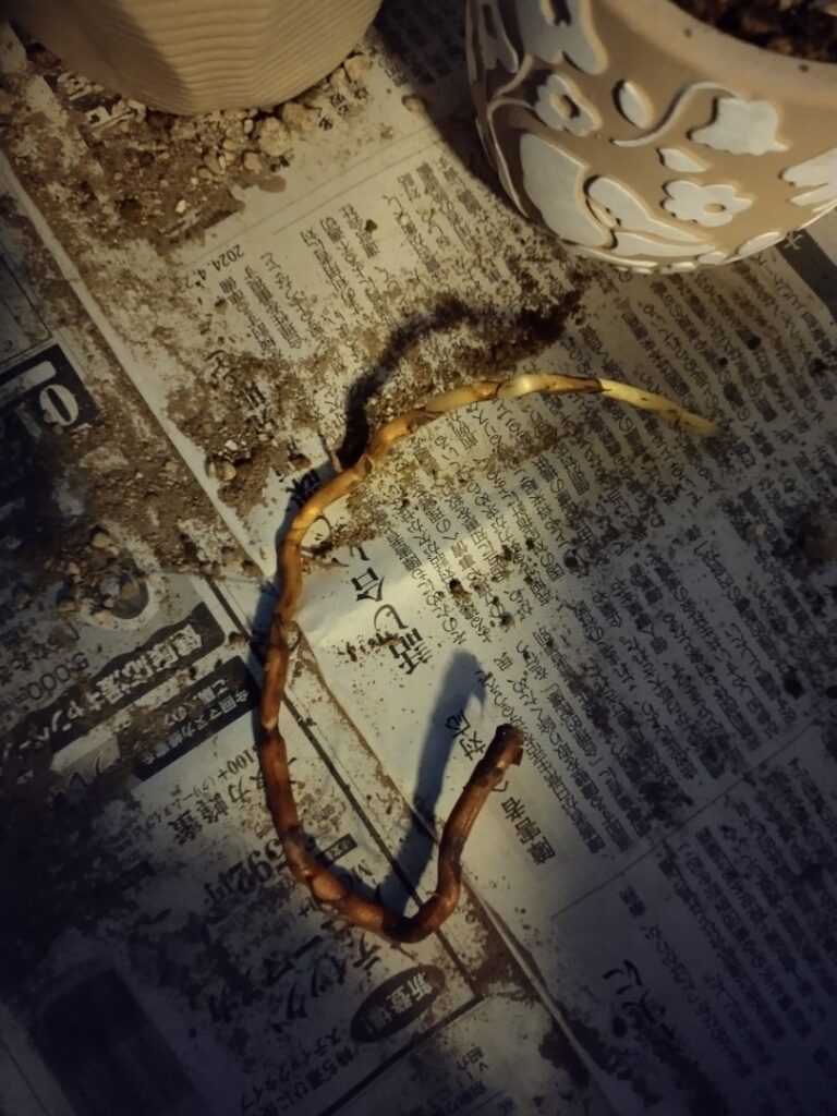 アロエベラの株分け手順7