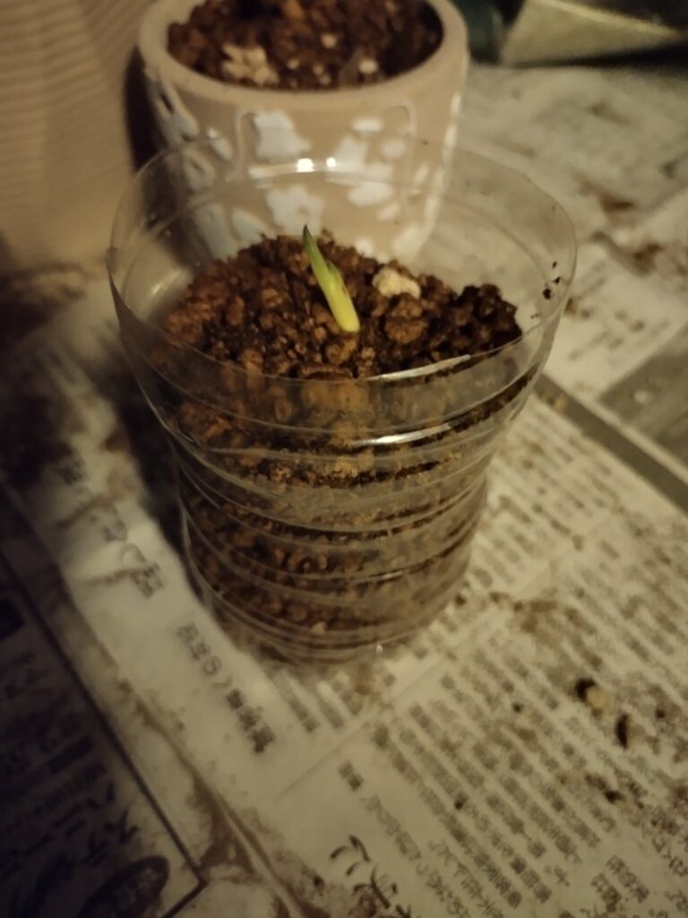 アロエベラの株分け手順8