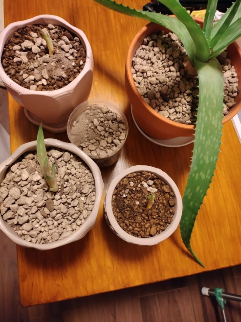 アロエベラの株分け完了