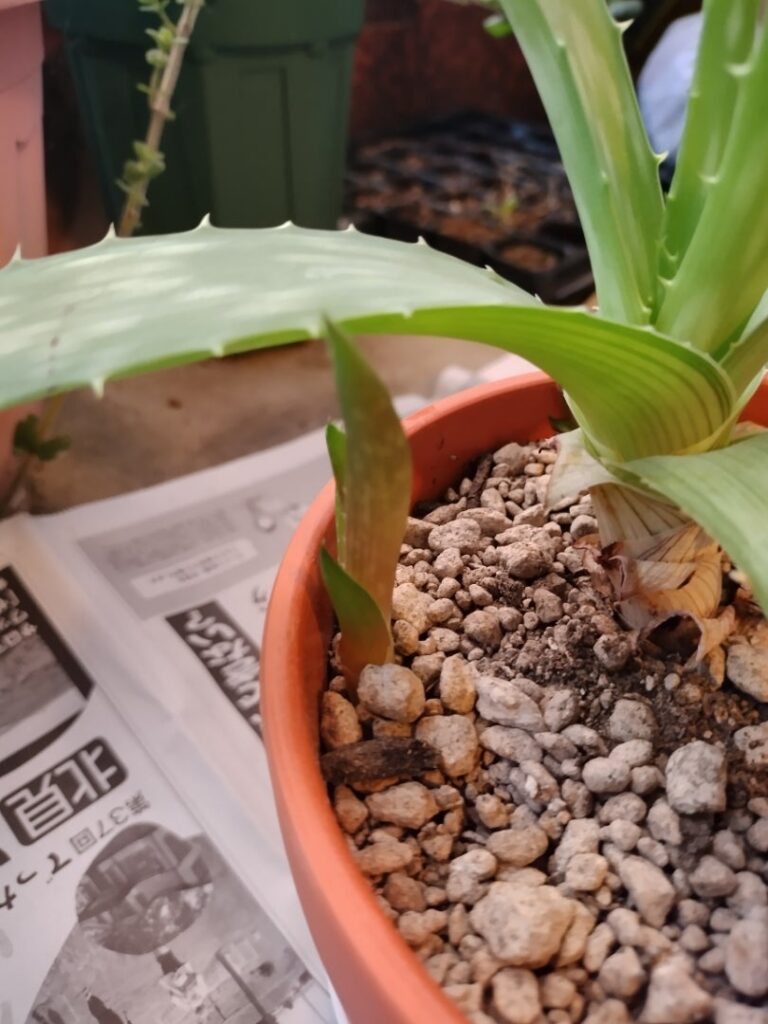 アロエベラの子株