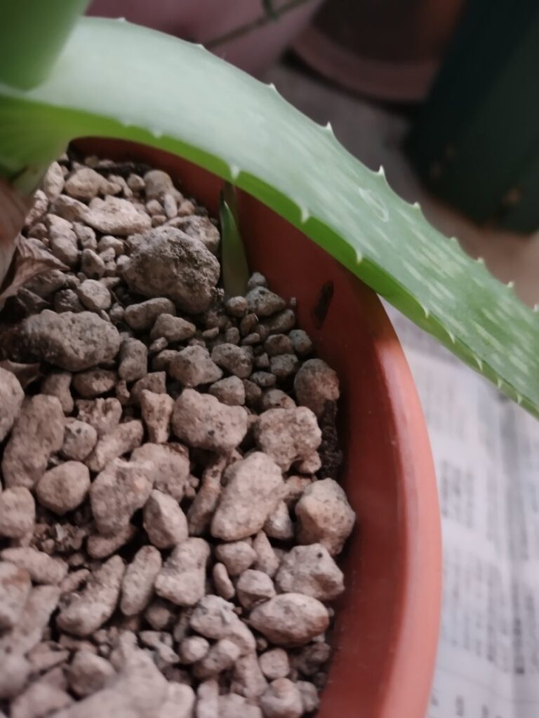 アロエベラの子株3