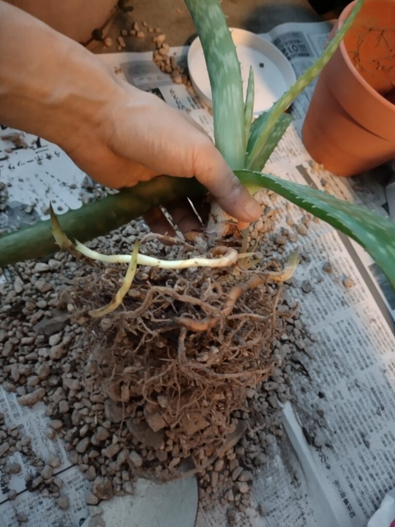 アロエベラの株分け手順2