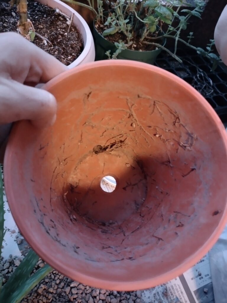 アロエベラの株分け手順3