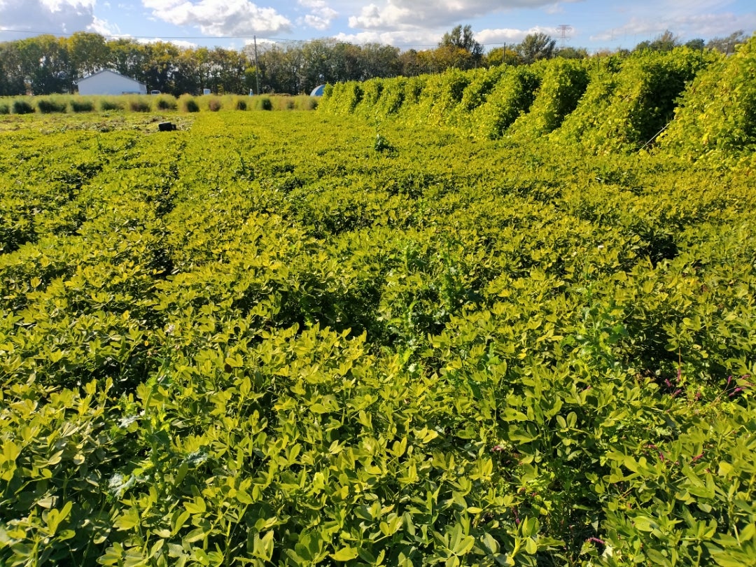 はるきちの落花生畑
