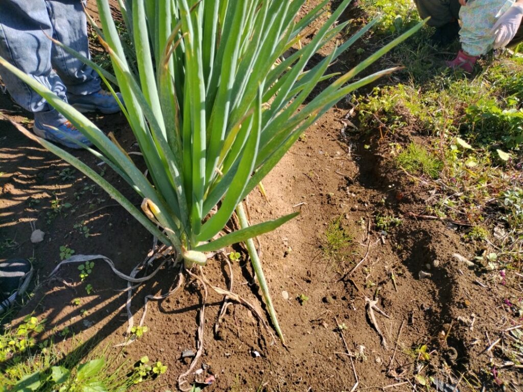 長ネギ畑