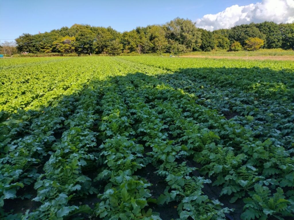 大根畑