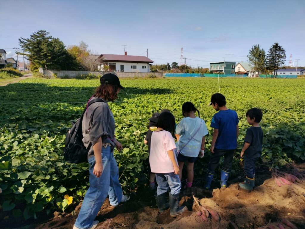 サツマイモ収穫