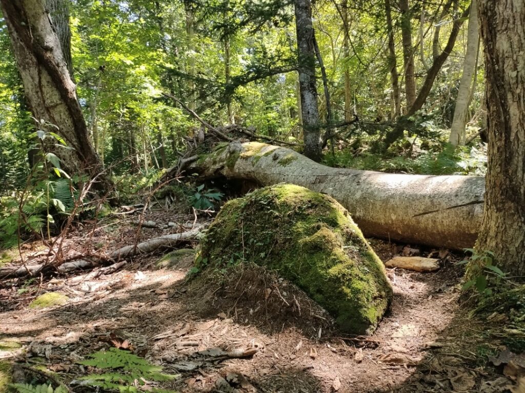 苔の回廊の景色１