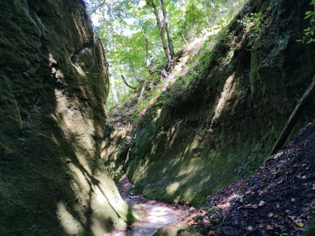苔の回廊の景色10