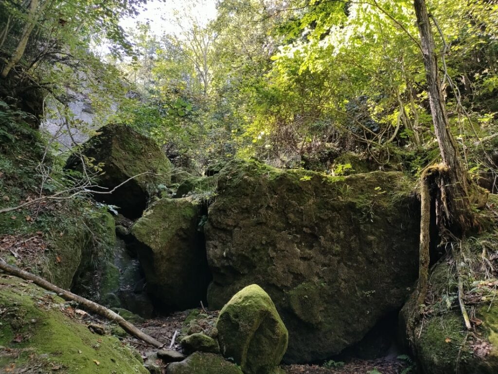 苔の回廊の景色11
