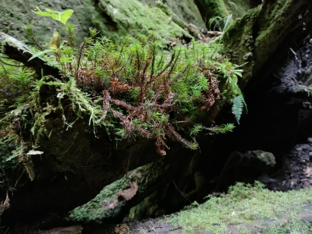 苔の回廊の苔１