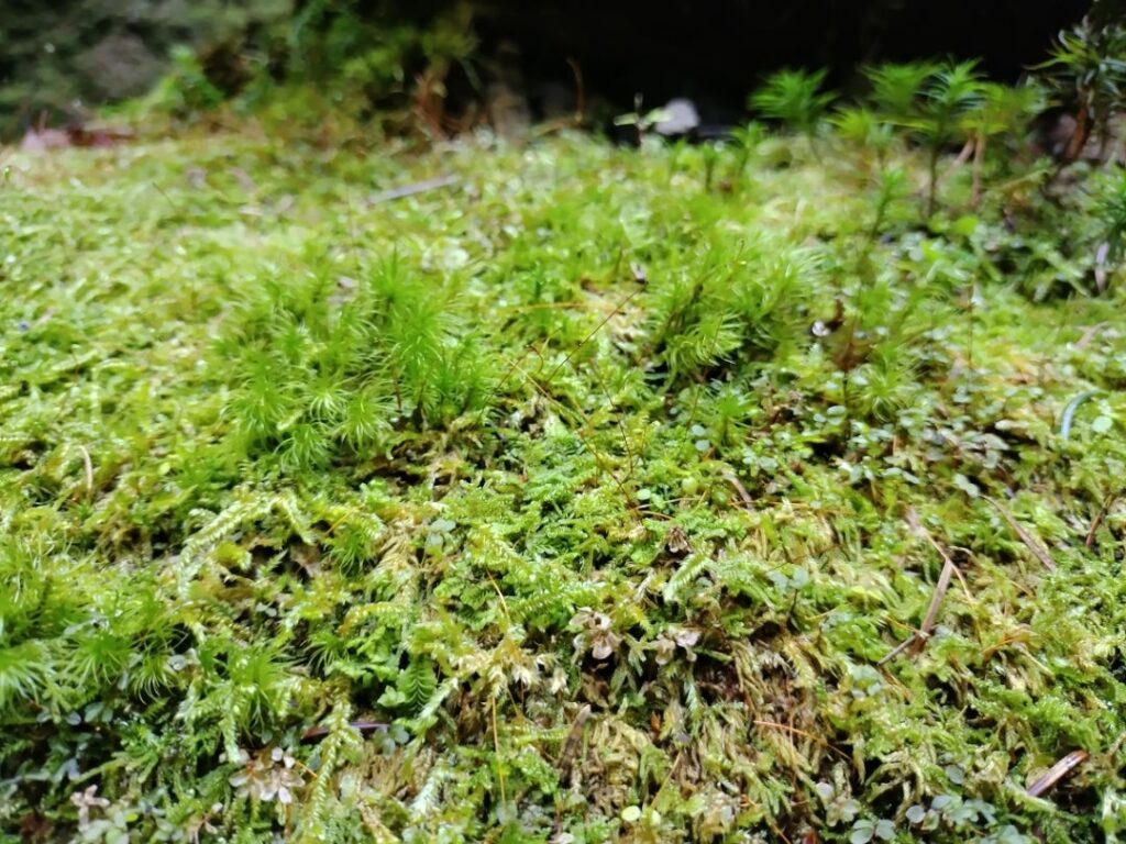 苔の回廊の苔２