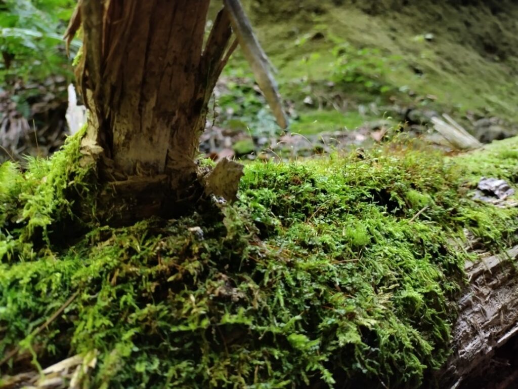 苔の回廊の苔３