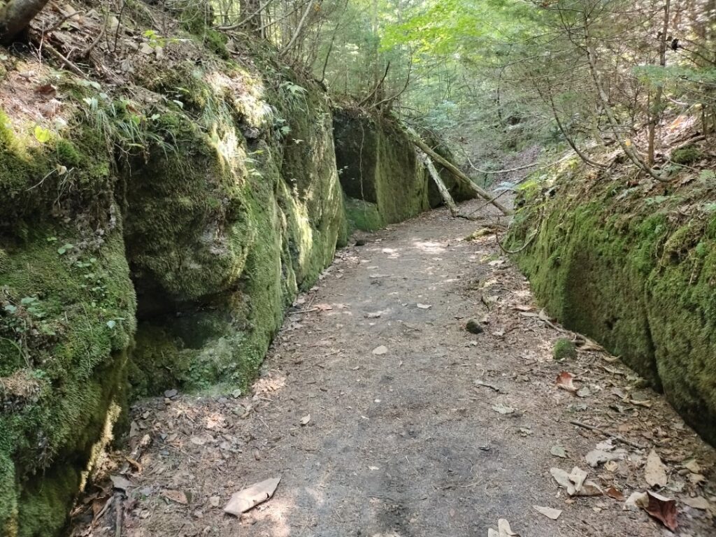 苔の回廊の景色３