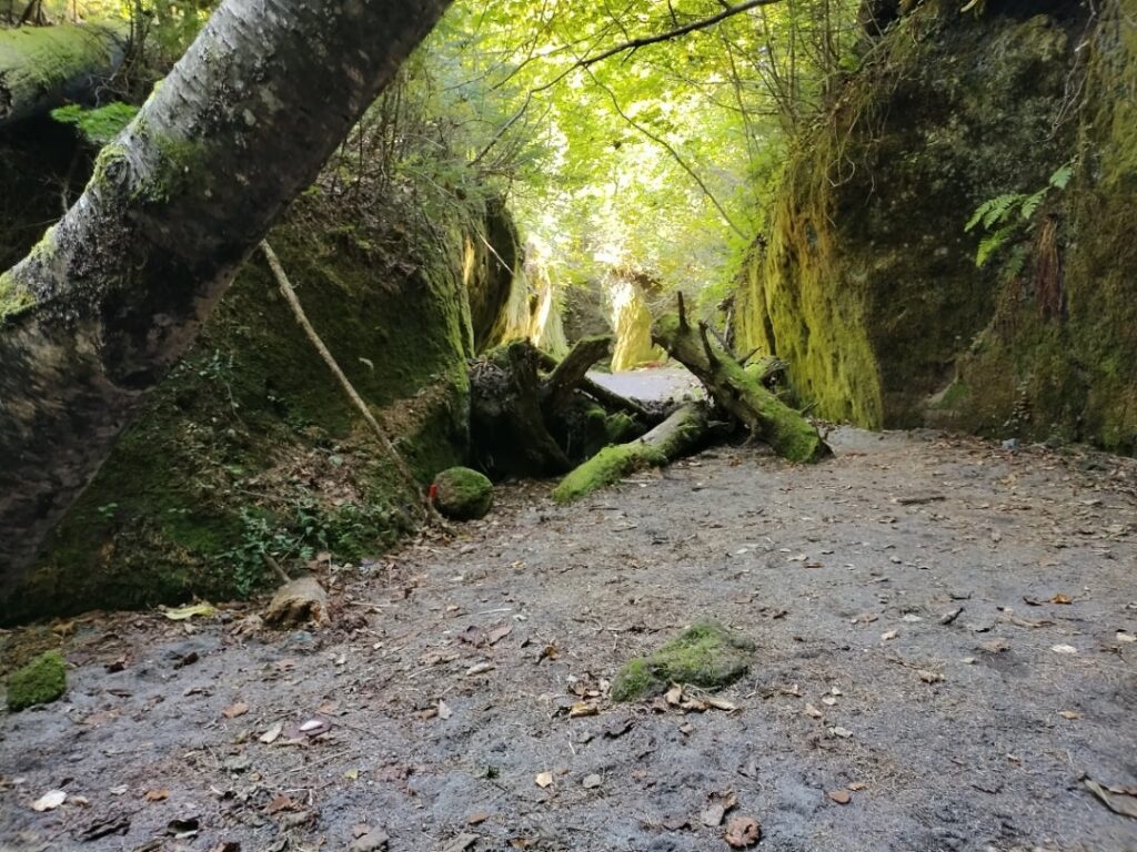 苔の回廊の景色４