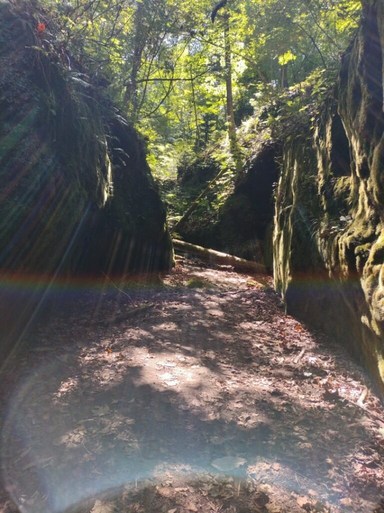 苔の回廊の景色５