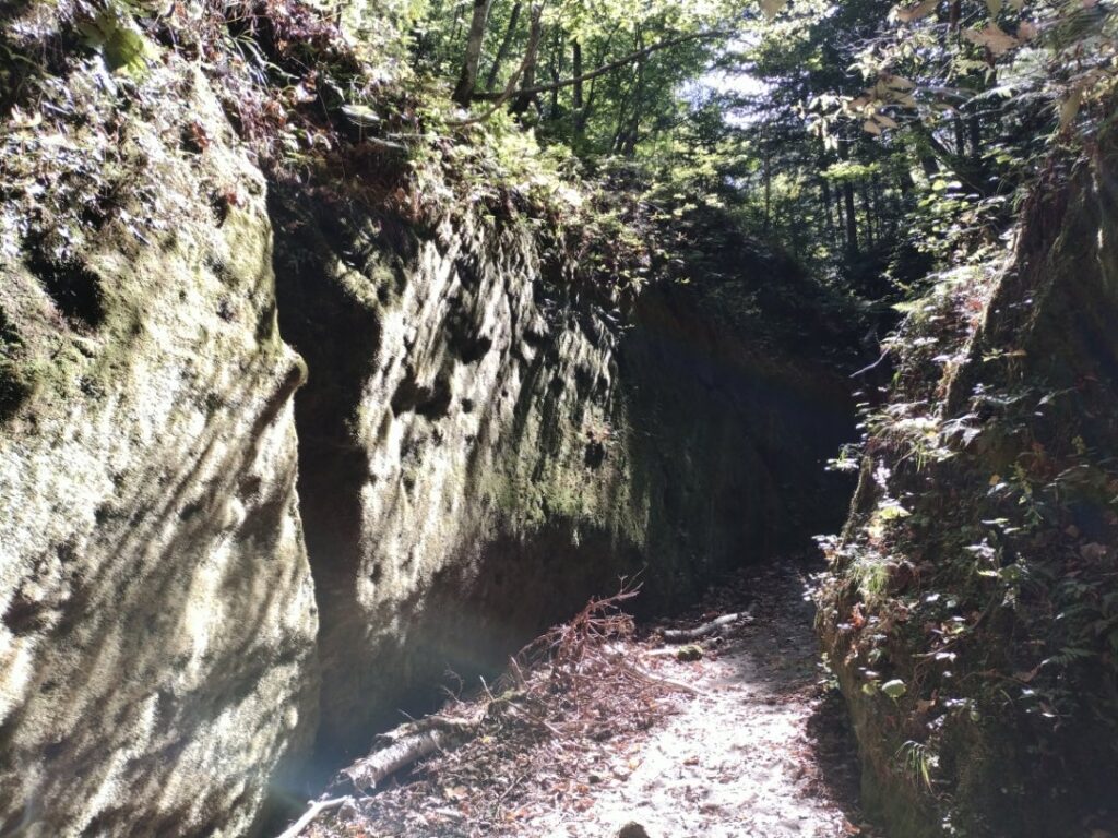 苔の回廊の景色７