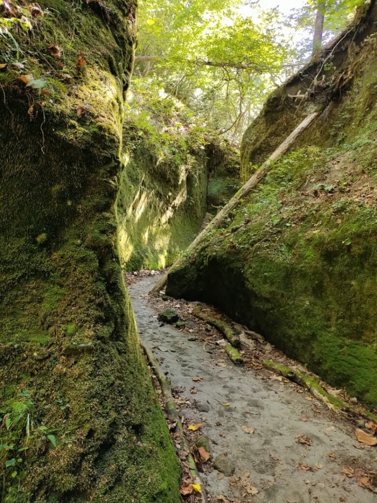苔の回廊の景色８