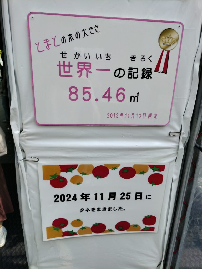 とまとの木の世界記録