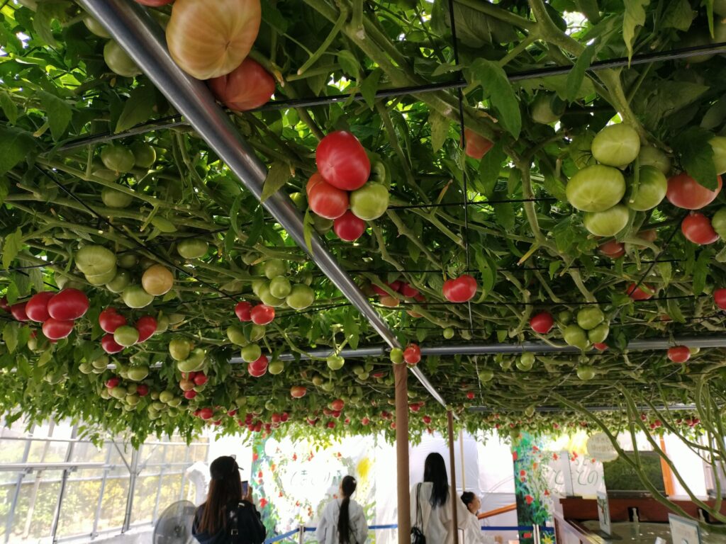 実っているトマトの身