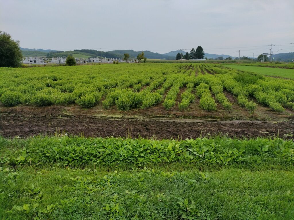 薄荷園１